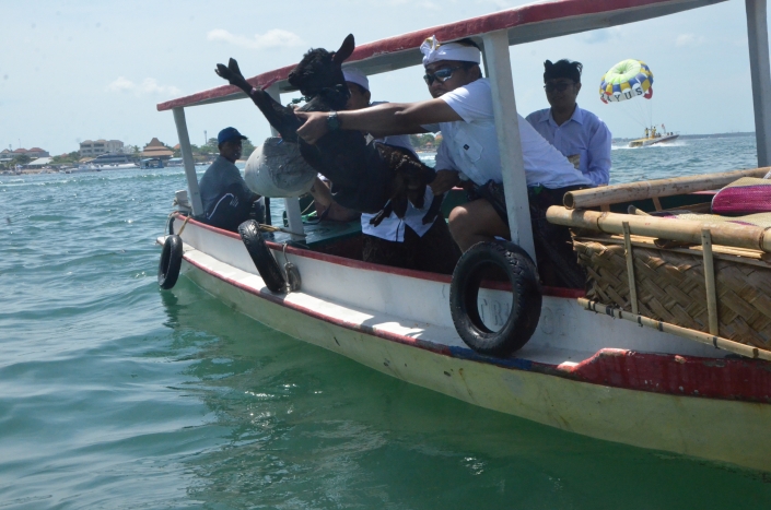 26 Desember 2019, JBT Gelar Upacara Mapakelem di Teluk Benoa
